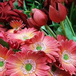 Red gerbra