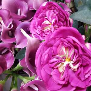 Purple Flowers