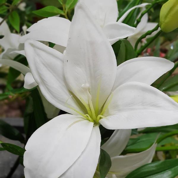 fake lily