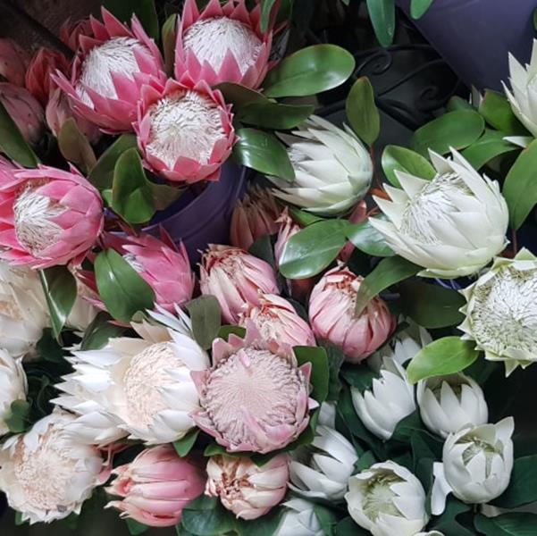 King Protea