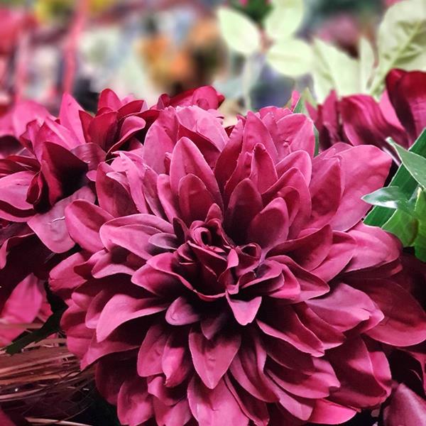 Burgundy Dahlia