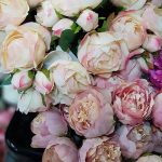 pink peony