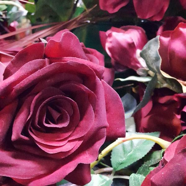 Burgundy rose