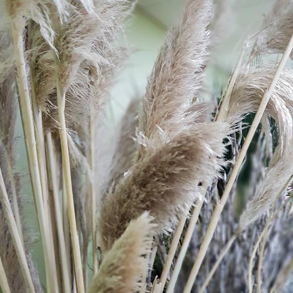 Pampas blooms Melbourne