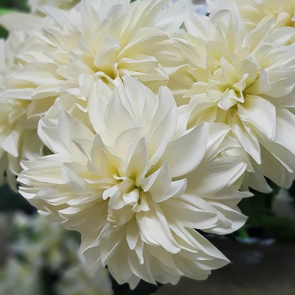 dahlia flowers