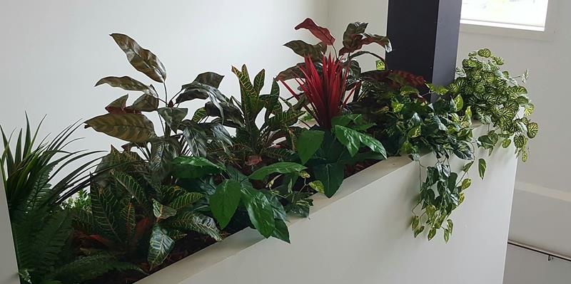Office plants