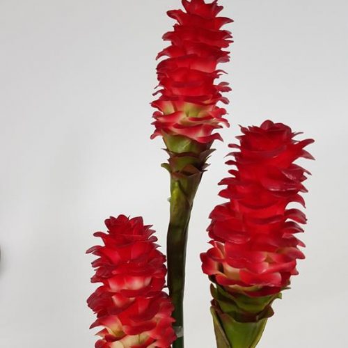 Ginger Flower Stem Red