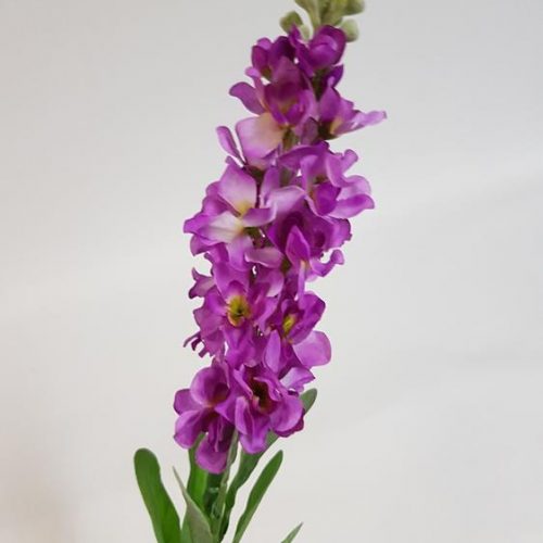 Stock Flower Purple