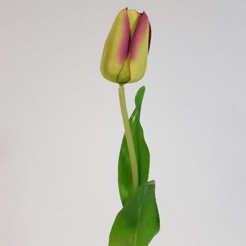 Tulip Stem Green/Purple