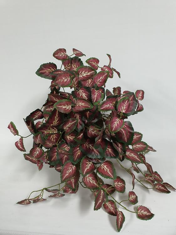 Coleus Hanging Bush - Image 3