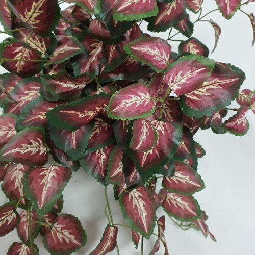 Coleus Hanging Bush
