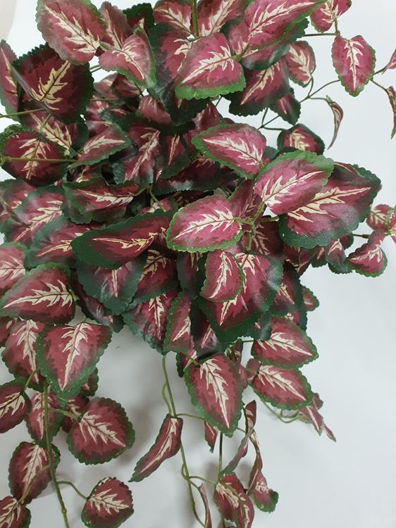 Coleus Hanging Bush