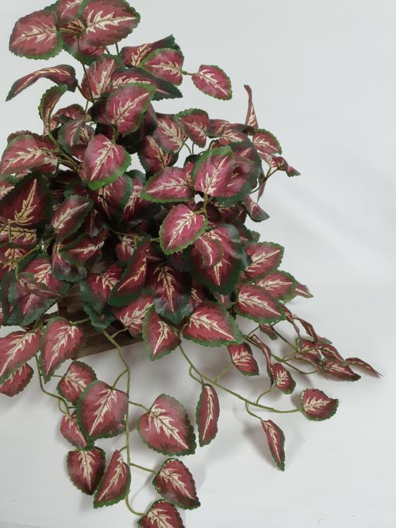 Coleus Hanging Bush - Image 2
