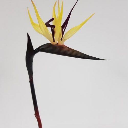 Bird Of Paradise Small 60cm