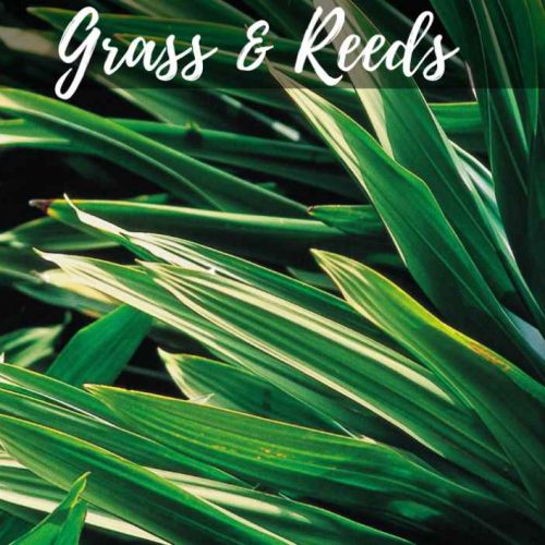 Grass and Reeds