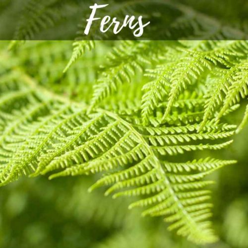 Ferns