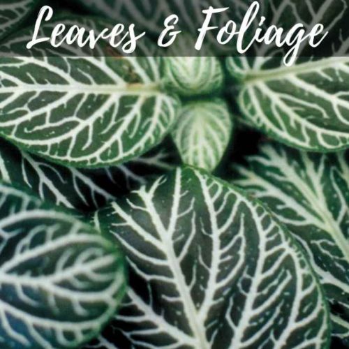 Leaves & Foliage