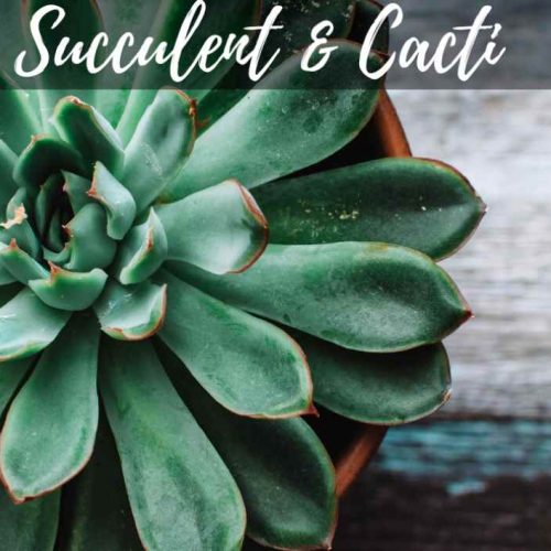 Succulents & Cacti