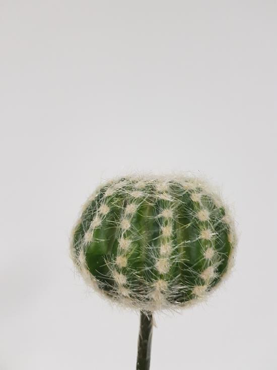 Echinocactus /Golden Barrel Cactus 15cm - Image 3