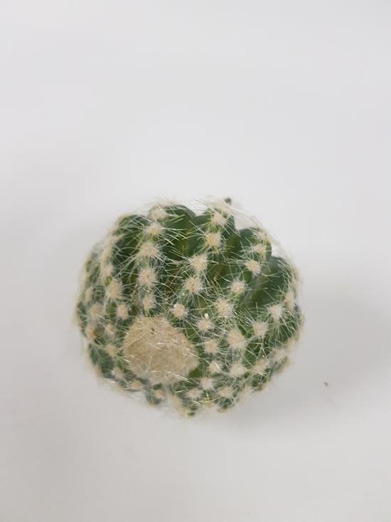 Echinocactus /Golden Barrel Cactus 15cm