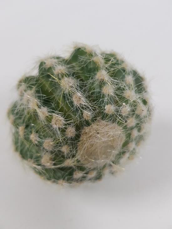 Echinocactus /Golden Barrel Cactus 15cm - Image 5