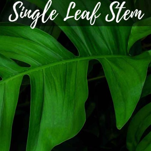 Single Leaf