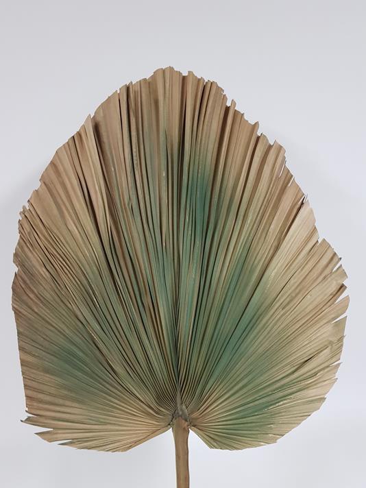 Dried Fan Palm Green 80cm - Image 3