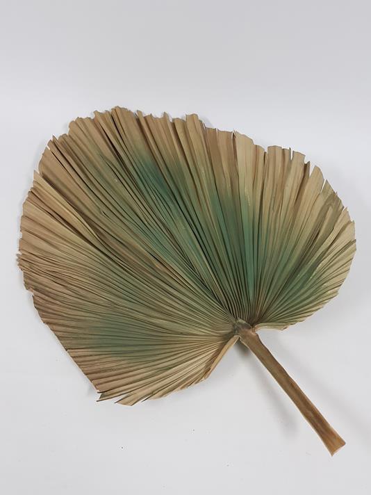 Dried Fan Palm Green 80cm - Image 2