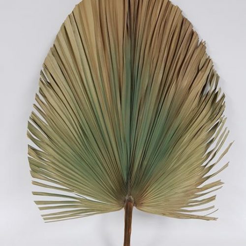 Dried Fan Palm Green 80cm