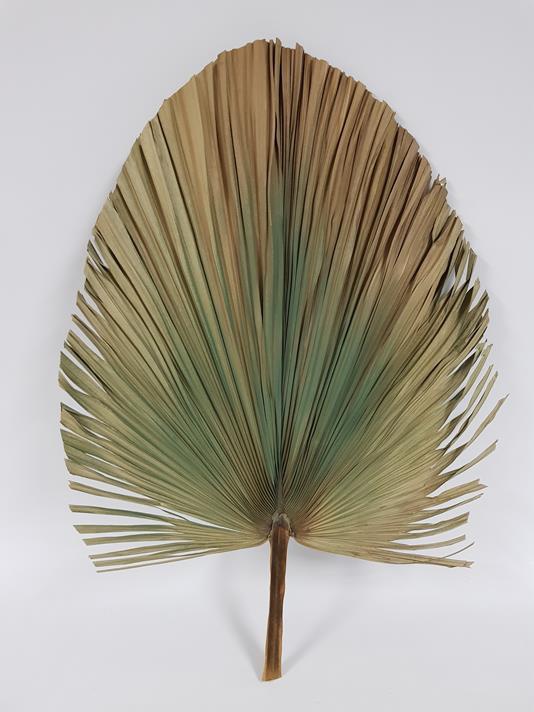 Dried Fan Palm Green 80cm