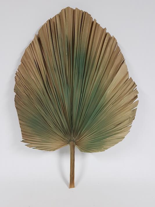 Dried Fan Palm Green 80cm - Image 4
