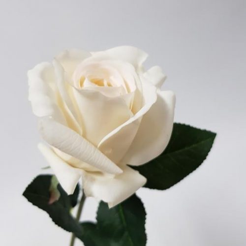 Artificial Rosebud Belle White 38cm