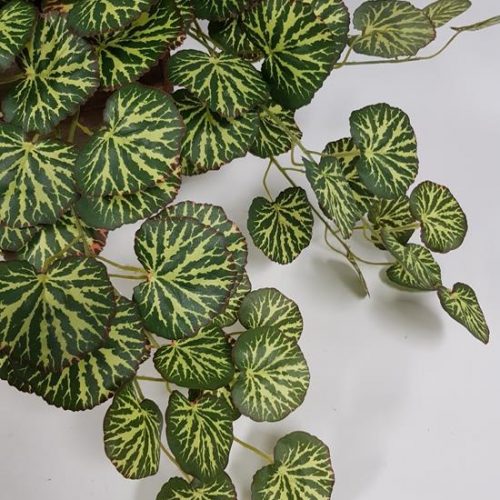 Saxifraga Geranium Hanging Bush 60cm