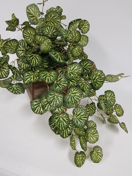 Saxifraga Geranium Hanging Bush 60cm - Image 2