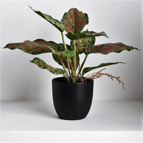 Artificial Dieffenbachia Plant Green-Red 25cm