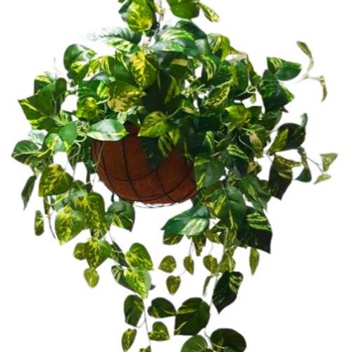 Artificial Pothos Plant In Rattan Hanging Basket