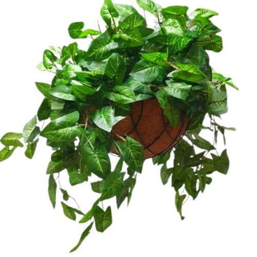 Artificial Syngonuim Plant in Rattan Hanging Basket