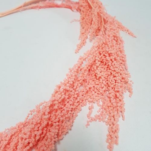 Preserved Amaranthus Bright Pink