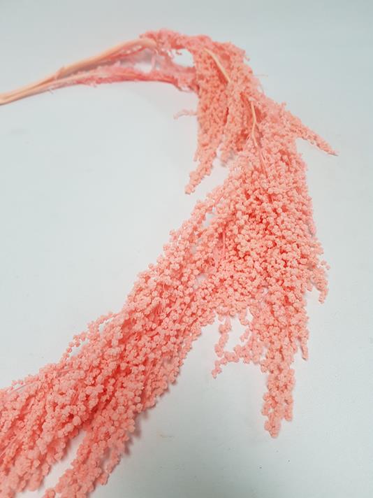 Preserved Amaranthus Bright Pink
