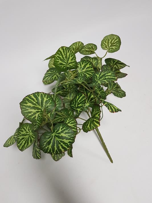 Saxifraga Geranium Leaf Bush 35cm