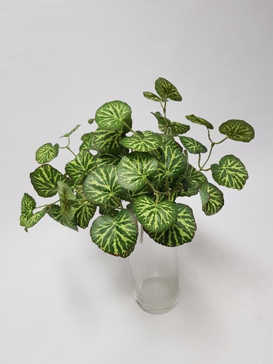 Saxifraga Geranium Leaf Bush 35cm - Image 2