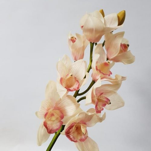 Cymbidium Orchid Cream Pink 72cm