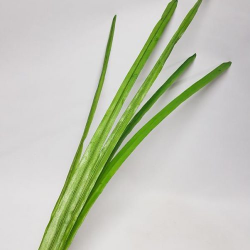 Extra tall Strappy Leaf 160cm