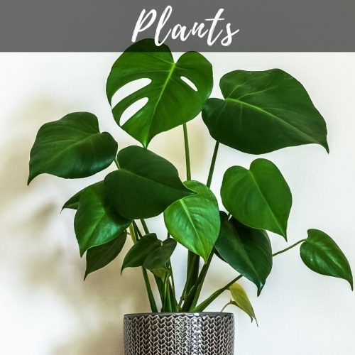 Plants