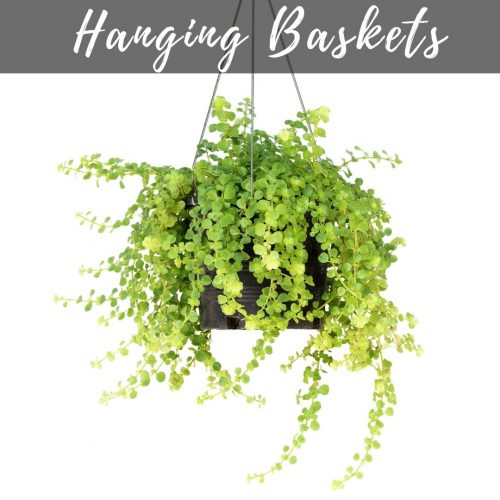 Hanging Plants and Baskets