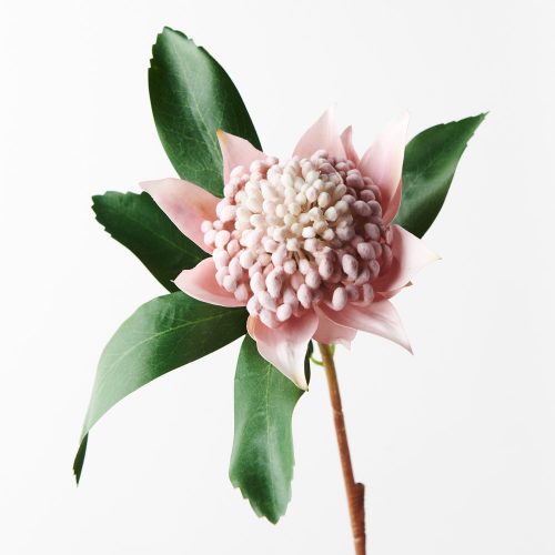 Artificial Waratah Pink 45cm
