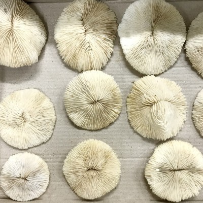 Real Coral Mushroom Fungia