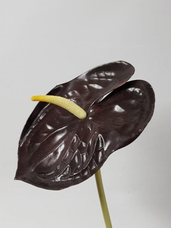 Artificial Anthurium eggplant 52cm