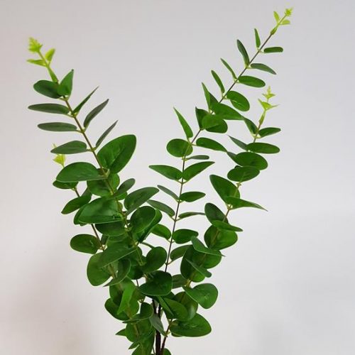 Eucalyptus Spray Green