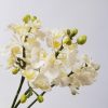 Artificial Dendrobium Orchid White 33cm - Image 3